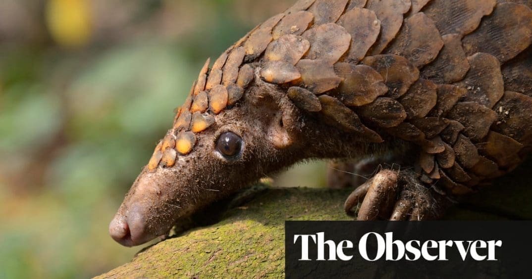 Covid-19 – a blessing for pangolins?