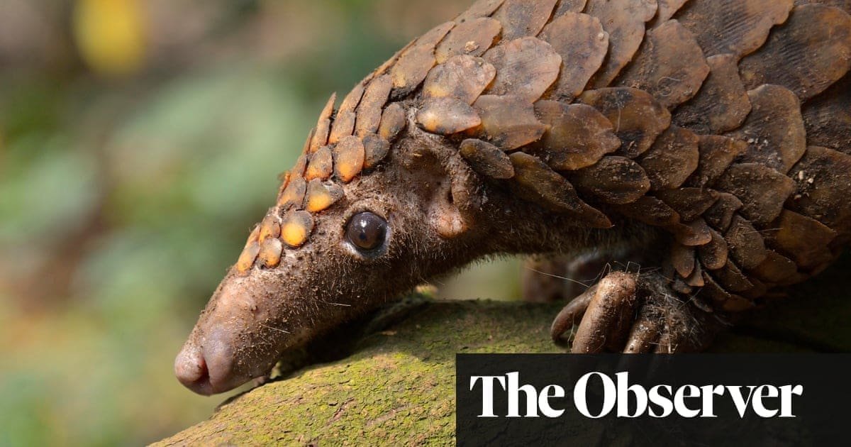 Covid-19 – a blessing for pangolins?